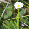 Marsh Daisy - Abriachan nurseries